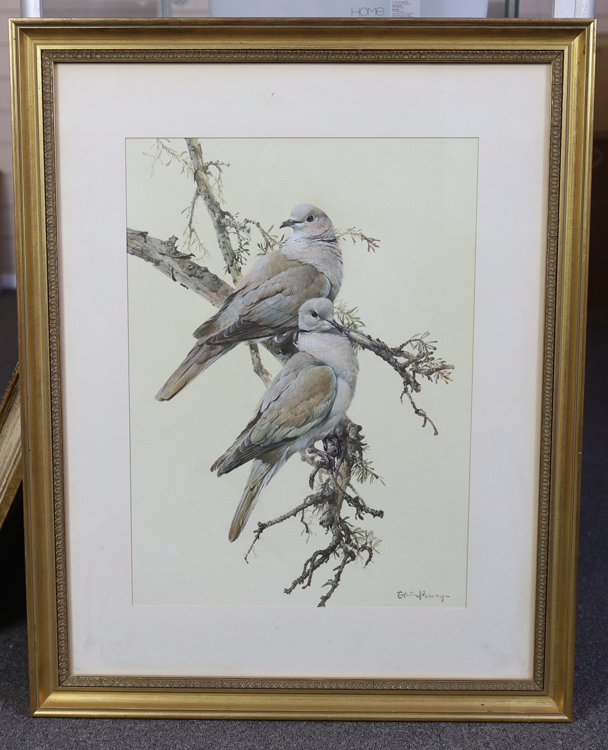 Edwin Penny (English, 1930-2016), 'Collared doves', watercolour and gouache, 50.5 x 36.5cm